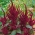 Amaranto Roxo, Pena do Príncipe - Amaranthus paniculatus - 1500 sementes