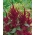 סגול אמךנט, נוצה של הנסיך - Amaranthus paniculatus - 1500 זרעים