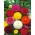 Dália florada Pom-pom - mix de variedades - 120 sementes - Dahlia pinnata flore pleno