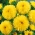 Yellow chinese "Princess" aster - 500 de semințe - Callistephus chinensis