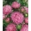 Růžová jehla okvětní lístky porcelánu aster, roční aster - 500 semen - Callistephus chinensis  - semena