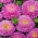 Áster rosa florido de pompom - 500 sementes - Callistephus chinensis