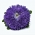푸른 응원 꽃 - 500 종자 - Callistephus chinensis - 씨앗