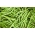 드워프 콩 "Presto"- 녹색 포드, flageolet-type - 120 종 - Phaseolus vulgaris L. - 씨앗