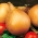 Onion "Ailsa Craig" - giant bulbs - COATED SEEDS - 200 seeds