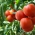 Tomato "Pelikan" - pelbagai universal untuk penanaman rumah hijau, terowong dan padang - Lycopersicon esculentum  - benih