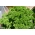 Listič peteršilj "Mooskrause 2" - živahno zelen, listnat list - 1200 semen - Petroselinum crispum  - semena