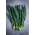 Kale "Tuscan Black" - giống Tuscan - 540 hạt - Brassica oleracea L. var. sabellica L.