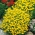 Signet marigold "Lulu" - citron; zlatý měsíček - Tagetes tenuifolia - semena