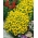 Signet万寿菊“露露” - 柠檬;金色万寿菊 - Tagetes tenuifolia - 種子