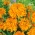 Aufrechte Studentenblume "Fantastic" - orange geblüht; - 108 Samen