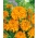 Didysis serentis - oranžinis - 108 sėklos - Tagetes erecta