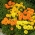 Mexican marigold - dwarf varieties' mix; Aztec marigold - 135 seeds