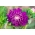 Ķīnas astere - Bolero - violets - 225 sēklas - Callistephus chinensis