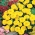 القطيفة الفرنسية "صغيرتي صفراء" - 158 بذور - Tagetes patula L. - ابذرة