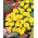Fransız kadife çiçeği "Petite Yellow" - 158 tohum - Tagetes patula L. - tohumlar