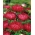 Aster "Duchesse" - bunga merah - 225 biji - Callistephus chinensis  - benih