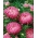 Aster "Duchesse" - bunga merah muda - 225 biji - Callistephus chinensis 