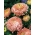 Aster "Duchesse" - pomerančovo-růžový květ - 225 semen - Callistephus chinensis  - semena