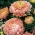 Aster "Duchesse" - oranžno-rožnato - 225 semen - Callistephus chinensis  - semena