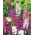 Purple Mullein seemned - Verbascum phoeniceum - 800 seemnet