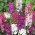 Sementes de Mullein roxo - Verbascum phoeniceum - 800 sementes