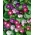Домаћи врт - Пицотее јутарња слава "Еарли Цалл" - за узгој у затвореном и балкону; бршљан јутарња слава, јапанска јутарња слава - 40 семена - Ipomoea tricolor