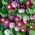 Trispalvis sukutis - Early Call - 40 sėklos - Ipomoea tricolor