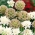 Sementes de Pincushion Starflower - Scabiosa stellata - 25 sementes