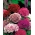 کوتوله شیرین ویلیام "پینوکیو" - مخلوط انواع دو گلدان - 405 دانه - Dianthus barbatus