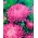 Астер "Дюшес" - рожево-квітучий - 225 насінин - Callistephus chinensis  - насіння