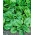 BIO - Spinach "Geant d'hiver" - certified organic seeds - 800 seeds