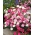 Spoločná ružová "jarná krása" - zmes odrôd; záhrada ružová, divoká ružová - Dianthus plumarius - semená