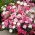 صورتی شایع "بهار زیبایی" - ترکیب انواع؛ باغ صورتی، وحشی صورتی - Dianthus plumarius - دانه