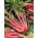 Mangold - Rhubarb Chard - röd - 225 frön - Beta vulgaris var. cicla.
