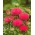 Japanese Thistle mixed seeds - Cirsium japonicum - 45 seeds