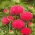 Japonska mešanica Thistle - Cirsium japonicum - 45 semen - semena
