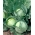 Keräkaali - Roem van Enkhuizen 2 - valkoinen - 400 siemenet - Brassica oleracea convar. capitata var. alba