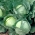 Chou Cabus - Roem van Enkhuizen 2 - blanc - 400 graines - Brassica oleracea convar. capitata var. alba