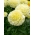 القطيفة المكسيكي الأبيض القطيفة "كليمنجارو" - 90 بذرة - Tagetes erecta fl. pl.  - ابذرة
