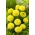 Meksikalı Marigold "Mery Helen"; Aztek kadife çiçeği - 270 tohum - Tagetes erecta  - tohumlar
