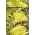 Карликова жовта французька квасоля "Тара" - Phaseolus vulgaris L. - насіння