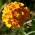 Siberian Wallflower semená - Erysimum allionii - Erysimum x marshalli