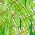 蛇金瓜种子 -  Lagenaria siceraria  -  10种子 - 種子