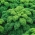 Kale "Halbhoher gr - 300 biji - Brassica oleracea L. var. sabellica L. - benih