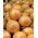 Σπέρματα σόγιας Sochaczewska - Allium cepa - 1250 σπόρους - Allium cepa L. - σπόροι