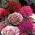 Török szegfű - Pinocchio - mix - 405 magok - Dianthus barbatus