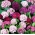बौना मीठा विलियम "पिनोचियो" - डबल-फूलों की किस्मों का मिश्रण - 405 बीज - 