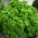 Petersilie 'Mooskrause 2' - gekräuselte, lebhaft grüne Blätter