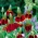 Мексичка семенка шешира - Ратибида цолумнифера - 120 семена - Ratibida columnifera